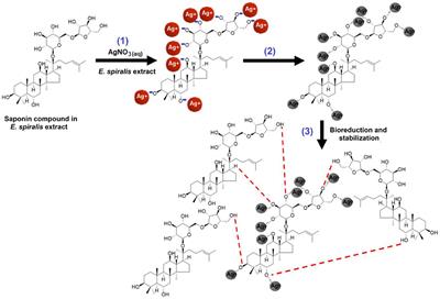 Biosynthesized Silver Nanoparticles by Aqueous Stem Extract of Entada spiralis and Screening of Their Biomedical Activity